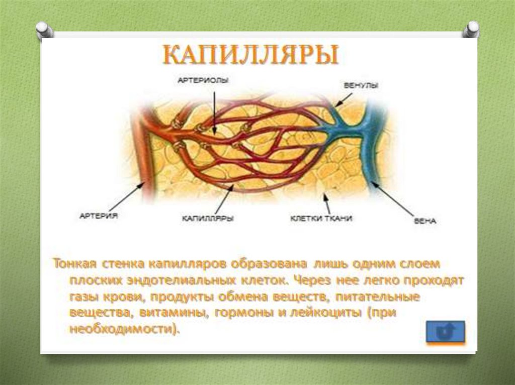 Сложные вопросы по анатомии