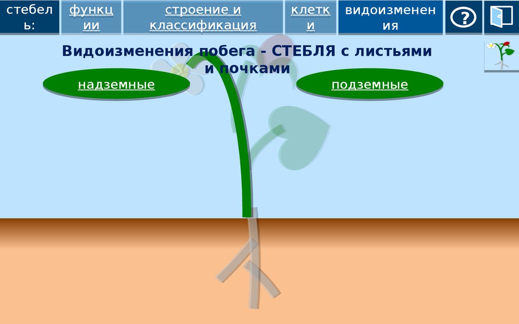 Орган цветкового растения обозначенный на рисунке буквой а является видоизмененным морковка