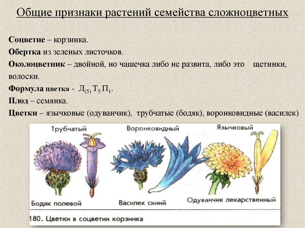 Укажите жизненную форму большинства сложноцветных. Семейство Сложноцветные околоцветник. Сложноцветные семейство Астровые биология 6 класс. Характерные признаки растений семейства сложноцветных. Семейство Сложноцветные формула цветка.