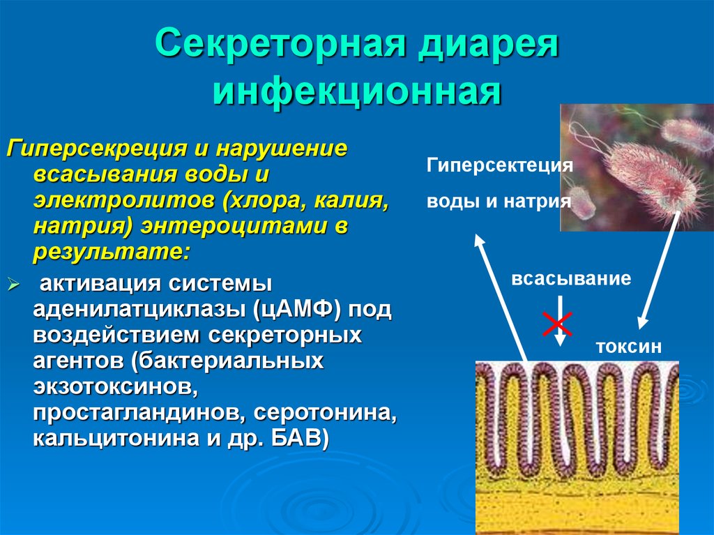 Секреторная диарея. Секреторный Тип диареи характерен для. Секреторный Тип диареи механизм. Этиопатогенез секреторной диареи.