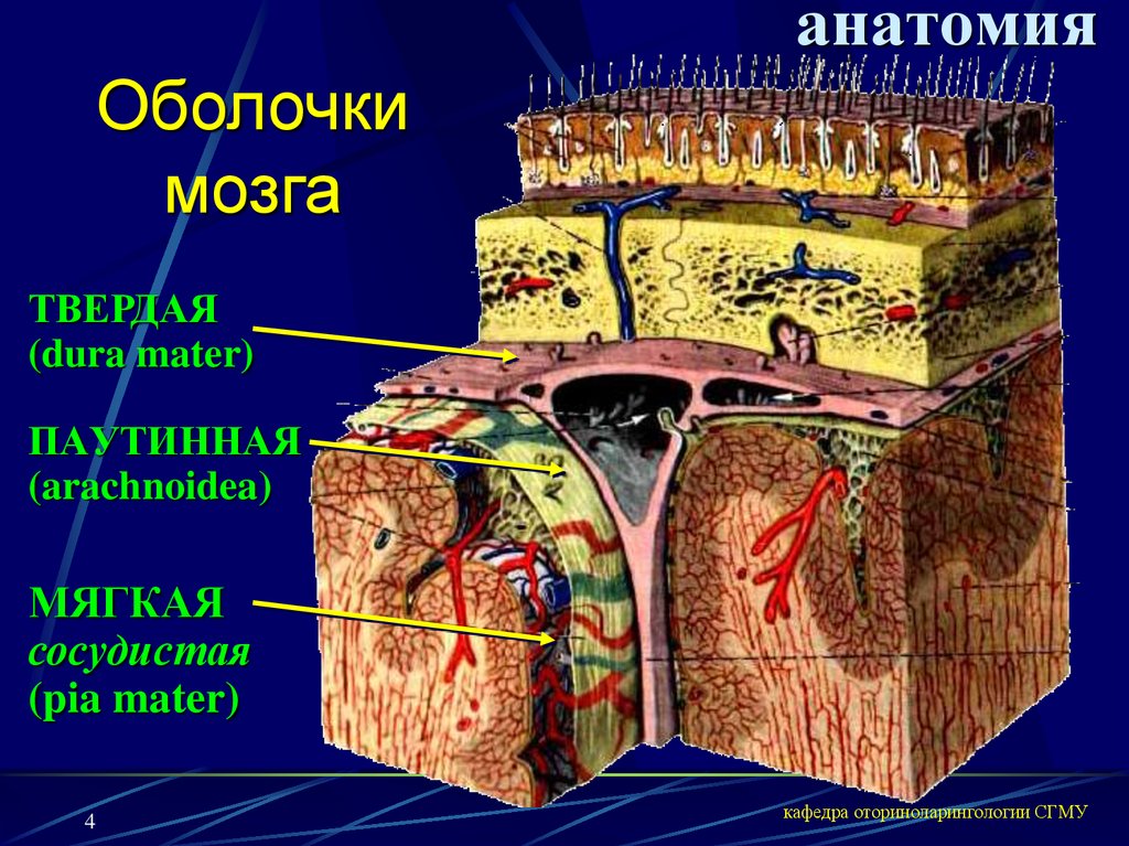 Паутинная оболочка. Паутинная оболочка и твердая мозговая оболочка. Паутинная оболочка головного мозга анатомия. Оболочки головного мозга твердая паутинная и мягкая. «Паутинная мозговая оболочка» (arachnoidea Mater).