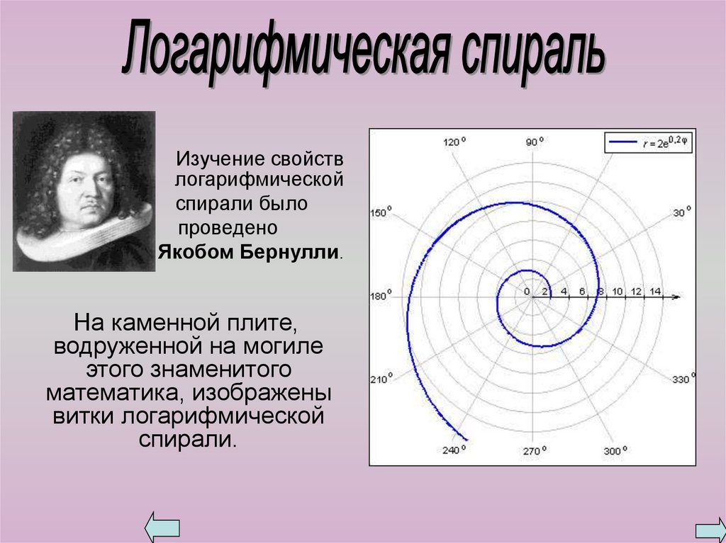 Логарифмическая спираль проект