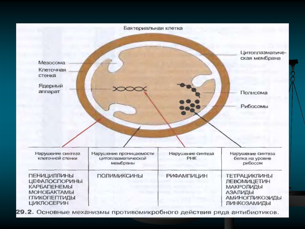 Разрушение клеточной стенки бактерий створаживание