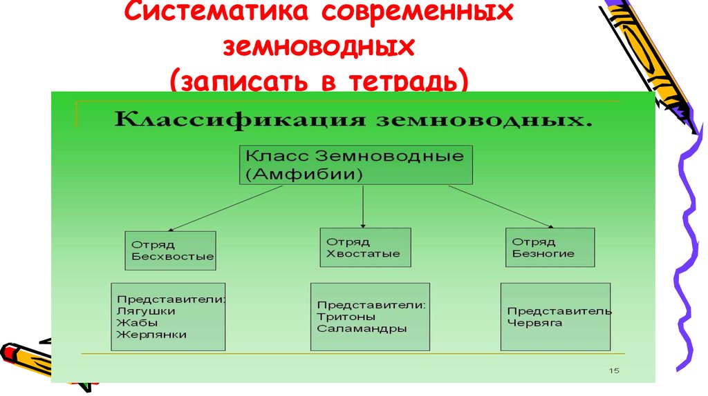 Классификация земноводных схема