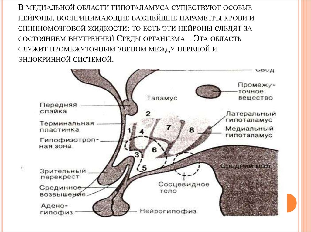 Серый бугор гипоталамуса