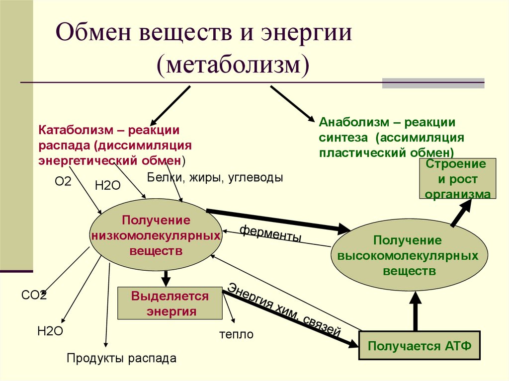 Понятие об обмене энергии схема обмена энергии в организме