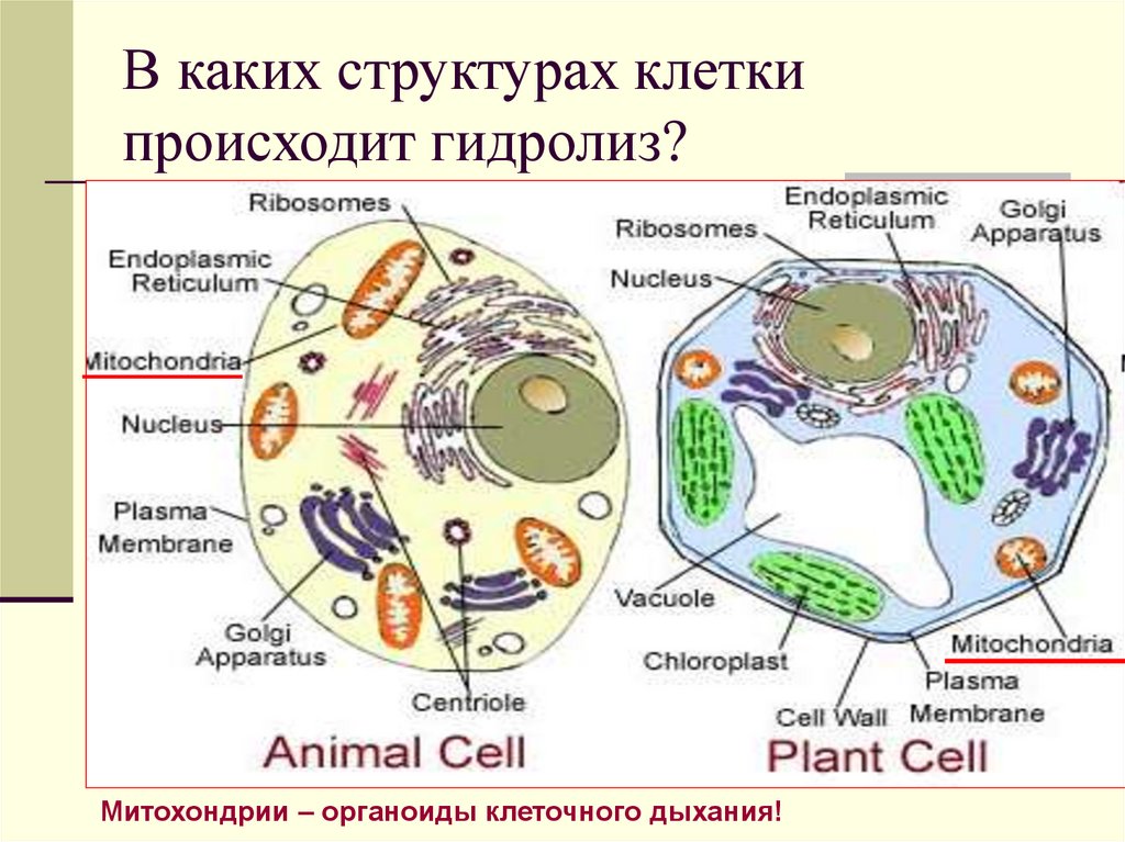 Строение клетки презентация 10 класс профильный уровень