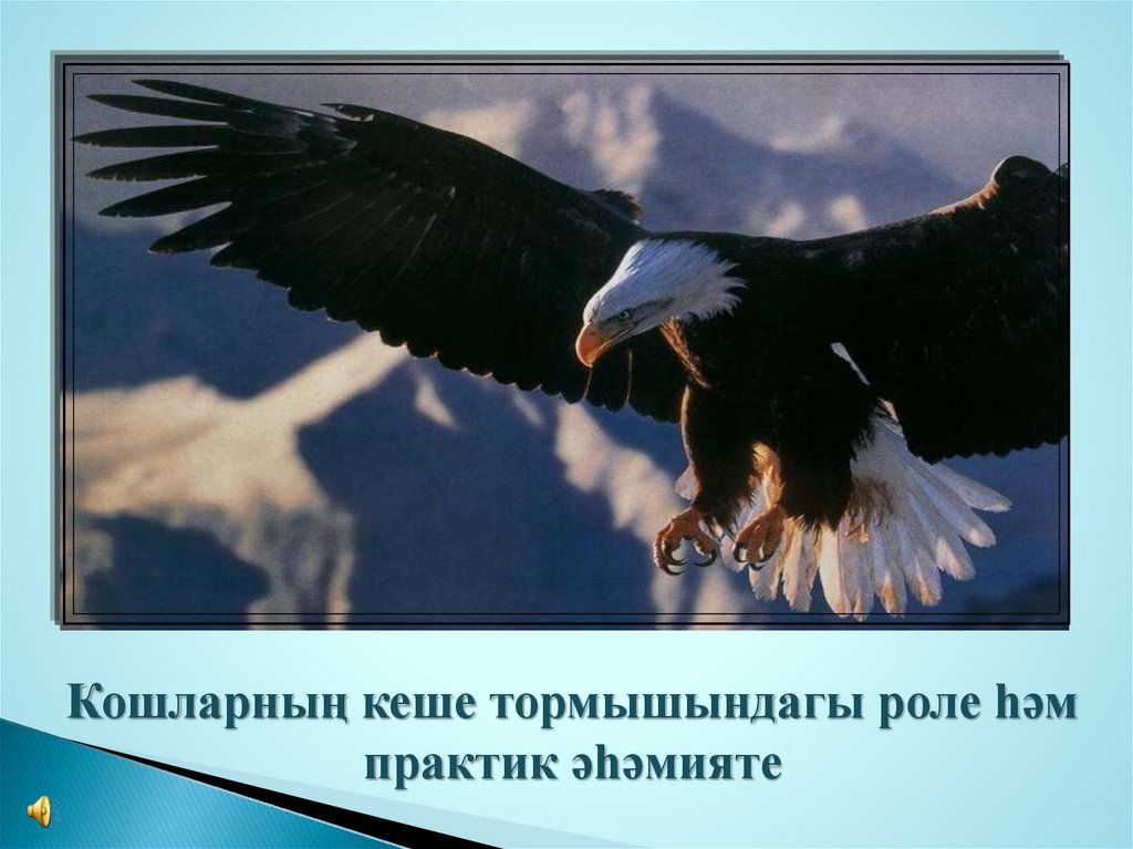 Роль птицы. Роль орла в природе. Сокол роль в природе. Роль орла в жизни человека. Роль орла в природе 2 класс.