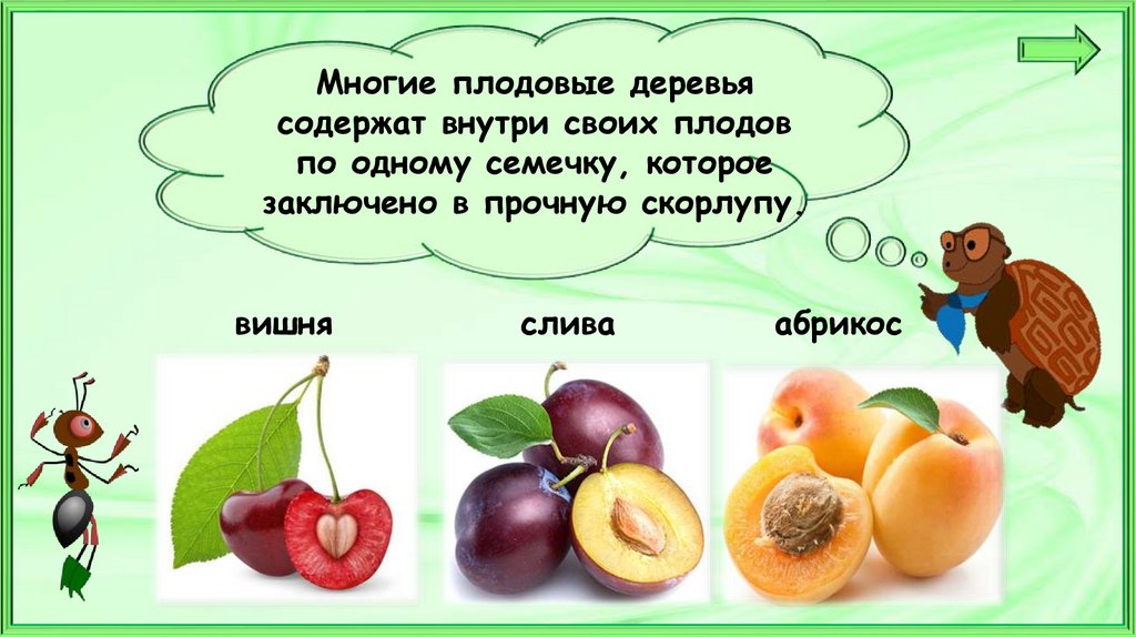 Окружающий мир 1 класс что общего у разных растений презентация