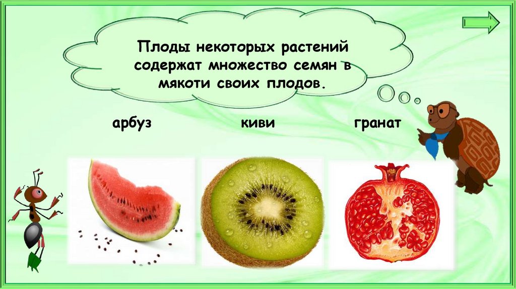 Что общего у разных растений окружающий мир 1 класс презентация