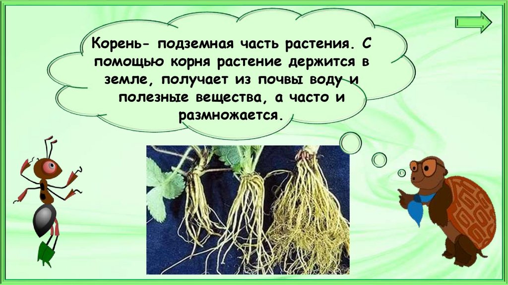 Что общего у разных растений презентация 1 класс школа россии