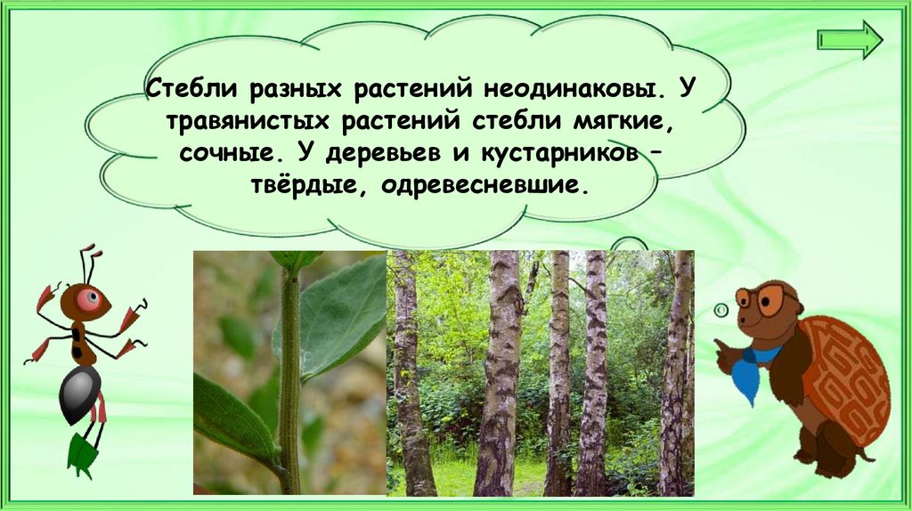 Что общего у разных растений презентация 1 класс школа россии