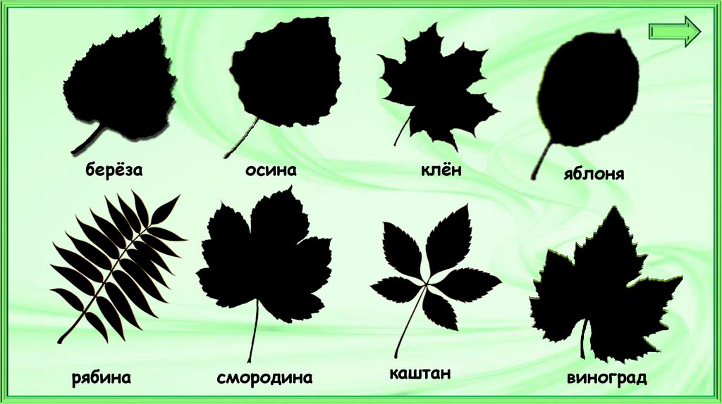 Окружающий мир 1 класс презентация что это за листья