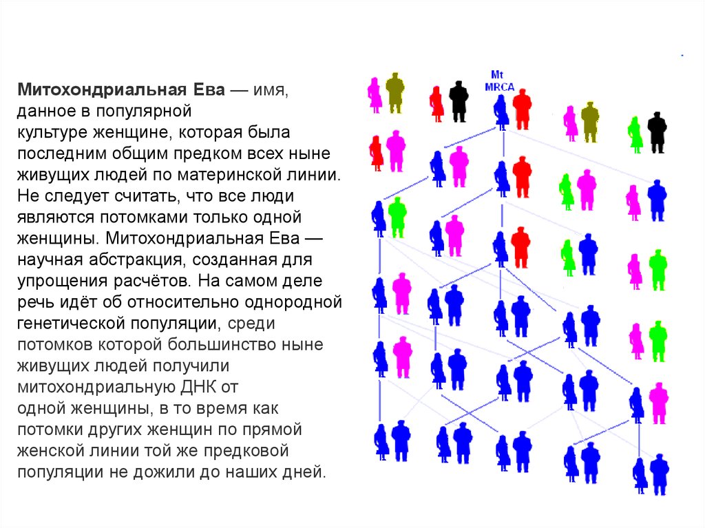 Митохондриальная ева и y хромосомный адам презентация