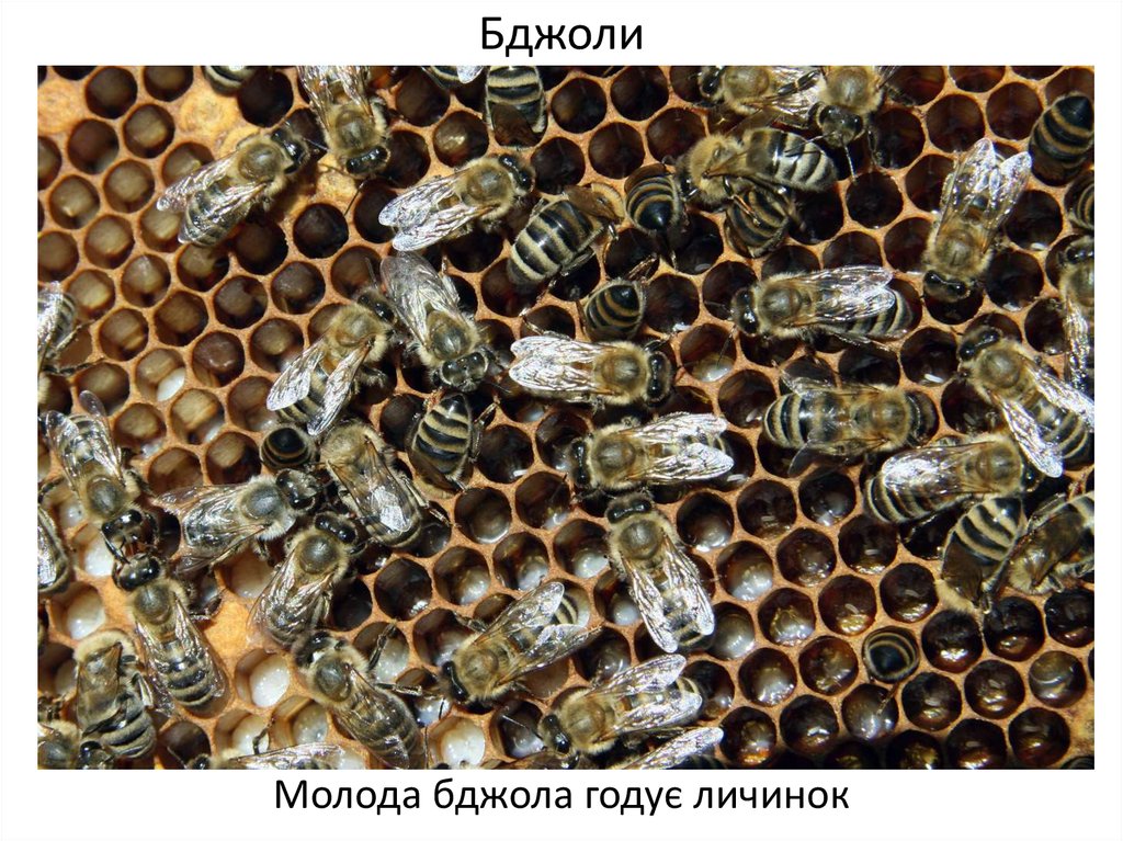 Тропилелапсоз пчел. Американский гнилец пчел. Гнилец у пчел. Европейский гнилец пчел. Зеленый гнилец.