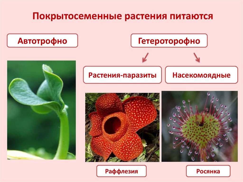 Отдел покрытосеменных 6 класс. Покрытосеменных цветковых растений. Покрытосеменные растения цветковые названия. Представители покрытосеменных цветковых.
