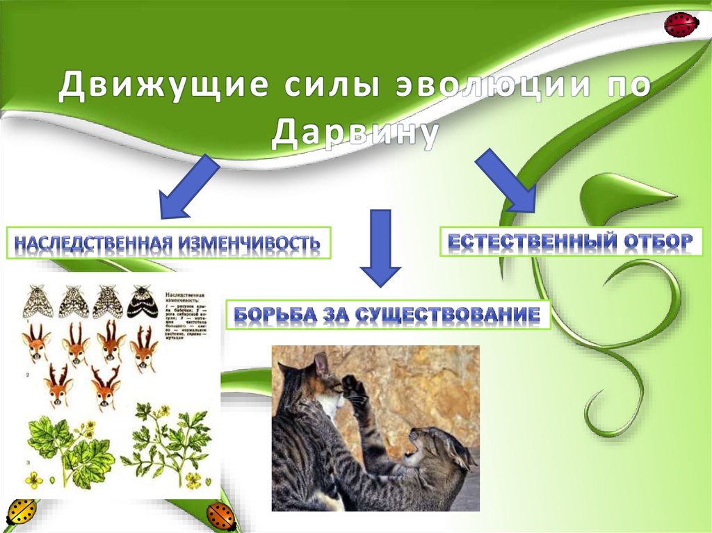 Движущие силы и факторы эволюции презентация