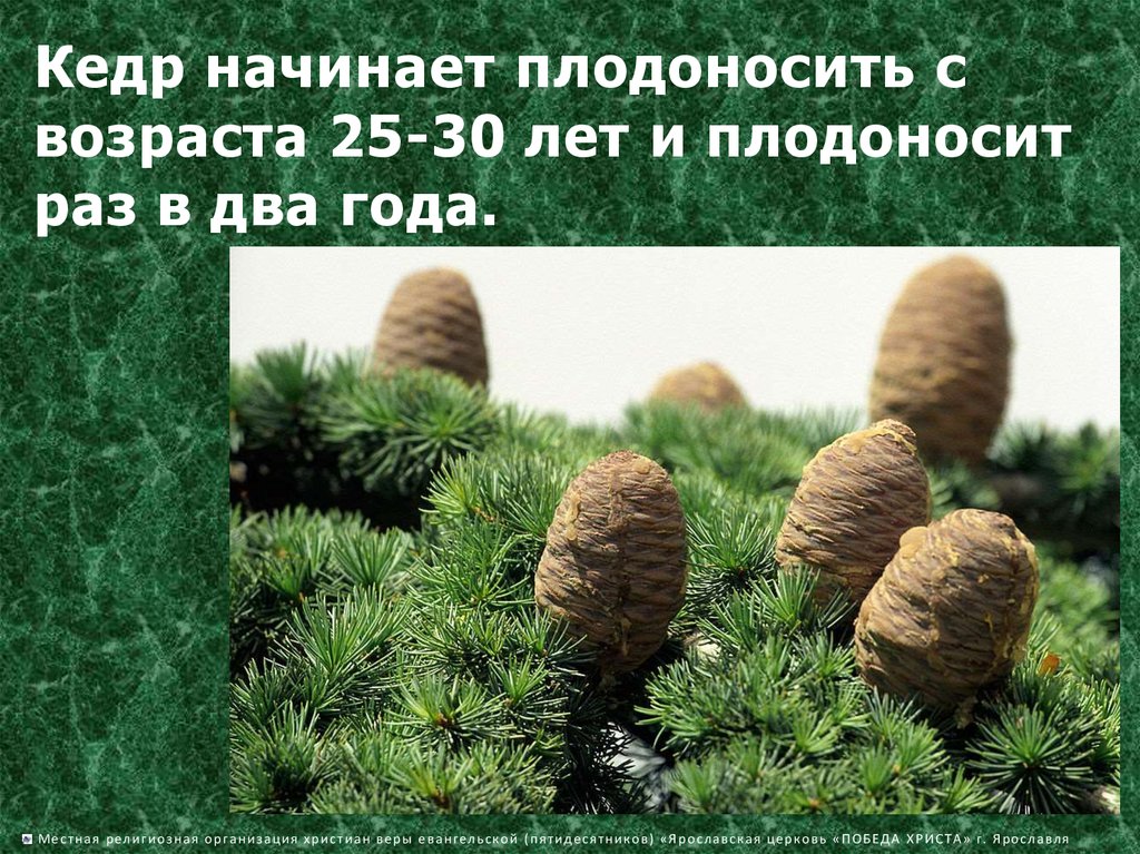 Через сколько плодоносит. Кедр плодоносит. Через сколько лет плодоносит кедр. Начало плодоношения кедра. Сибирский кедр начало плодоношения.