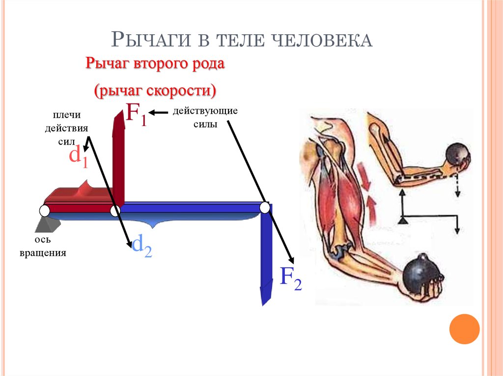 Презентация на тему рычаги в теле человека