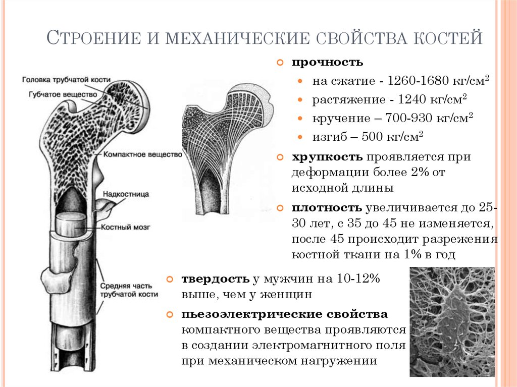 Основные функции кости. Механические свойства костей организма. Механические характеристики кости. Химический состав физические свойства и строение костей. Прочность на сжатие кости человека.