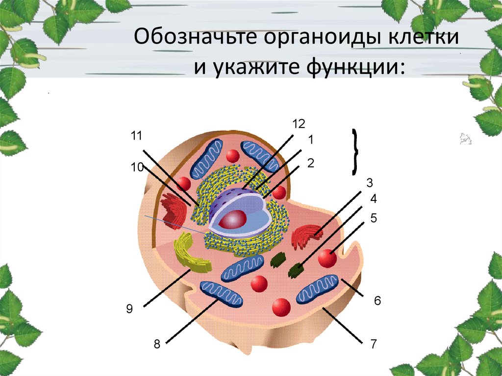 Внутренняя среда клеток органоид. Строение клетки органоиды клетки. Функции клеточных органоидов рисунок. Учения о клетке.органоиды клетки. Органеллы клетки схема.