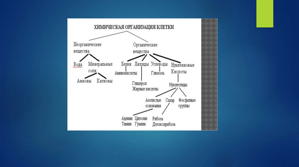 Химическая организация природы. Схема неорганические вещества клетки. Химическая организация клетки углеводы. Химическая организация клетки неорганические вещества. Химия клетки органические и неорганические.