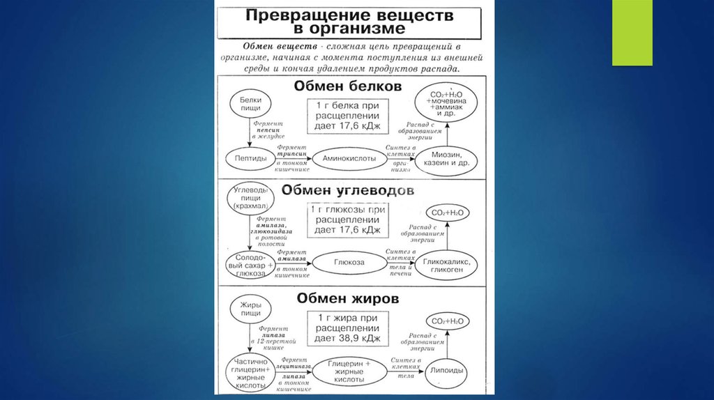 Структурной и функциональной единицей считают. Взаимное превращение веществ в организме. Таблица превращение веществ в организме. Превращение веществ в организме схема. Взаимное превращение веществ в организме схема.