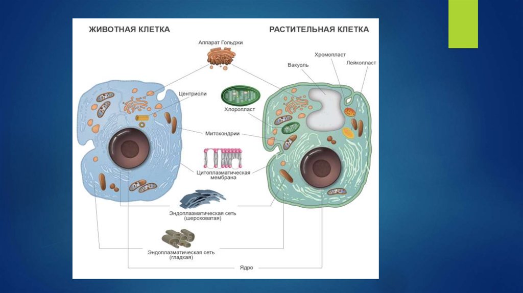 Клетка структурная и функциональная единица живого. Животные клетки с вакуолями. Вакуоль в животной клетке. Вакуоли в животной клетке. Вакуоли в растительной и животной клетки.