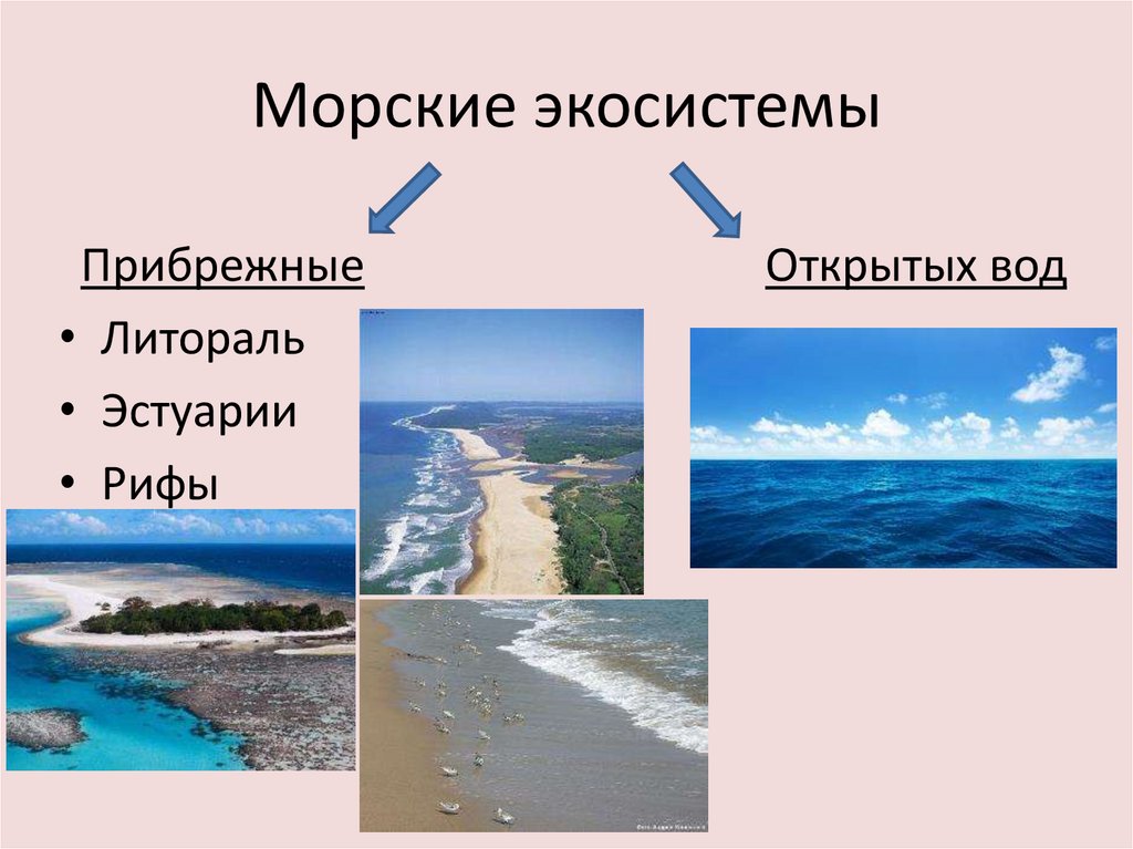 Прибрежная часть океана. Прибрежные морские экосистемы. Морские экосистемы презентация. Экосистемы открытых вод. Морские экосистемы схема.