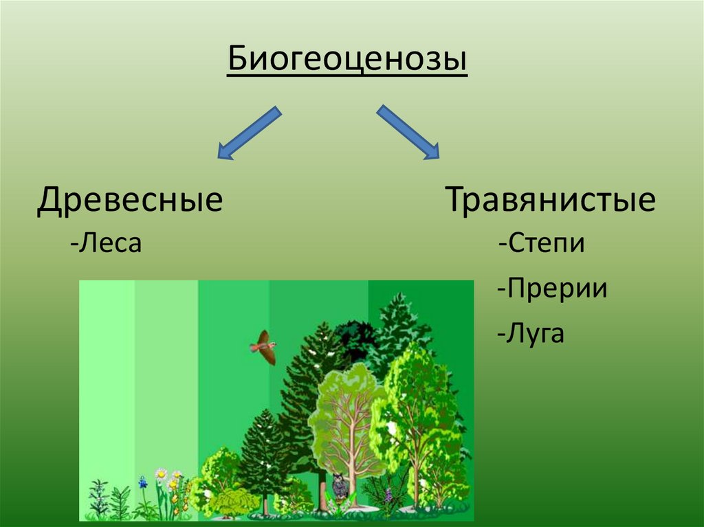 Многообразие биогеоценозов экосистем 9 класс презентация пономарева