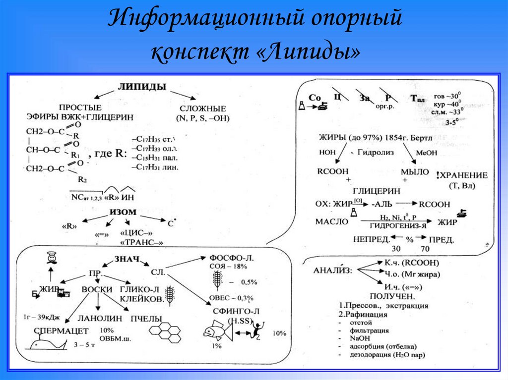 Липиды их строение и функции 10 класс презентация пасечник