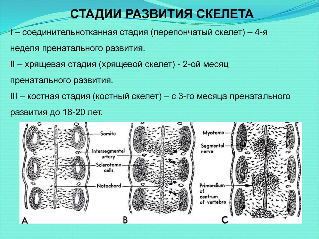 3 стадии развития. Этапы формирования скелета. Развитие скелетных тканей в эмбриогенезе. Соединительнотканная стадия развития кости. Эмбриогенез костной ткани.