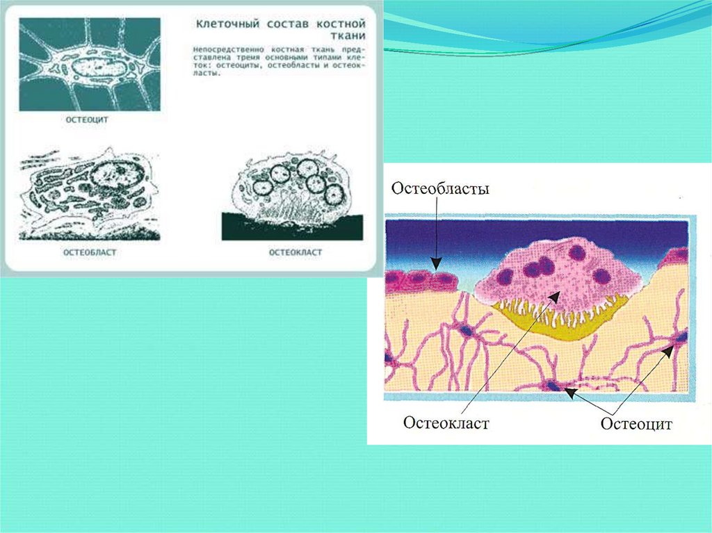 Костная ткань остеобласты. Клетки костной ткани остеокласты. Остеоциты остеобласты остеокласты. Строение костной ткани остеобласты. Остеокласт строение гистология.