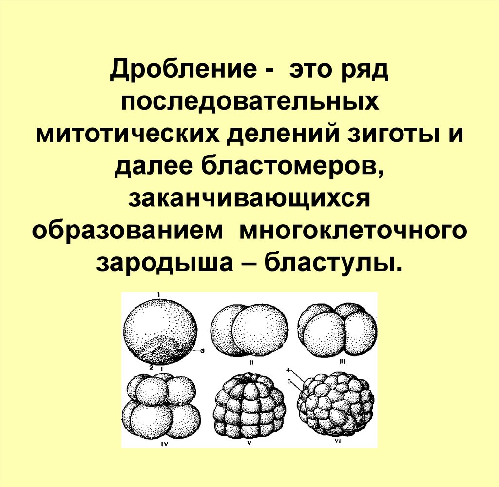 Типы дробления. Борозды дробления бластомеры. Бластомеры дробление зиготы. Дробление зиготы эмбриогенез. Процесс дробления зиготы.