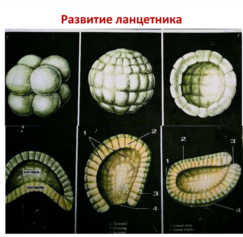 Эмбриогенез животных. Стадии эмбриогенеза ланцетника. Эмбриогенез первичноротых. Онтогенез ланцетника. Начальные этапы эмбрионального развития ланцетника.