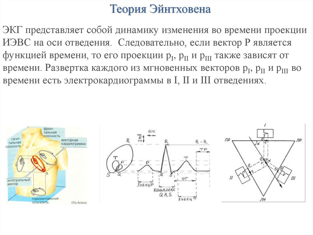 Момент сердца. Теория Эйнтховена ЭКГ. Теория отведений Эйнтховена. Теория Эйнтховена для электрокардиографии. Физические основы электрокардиографии теория Эйнтховена.