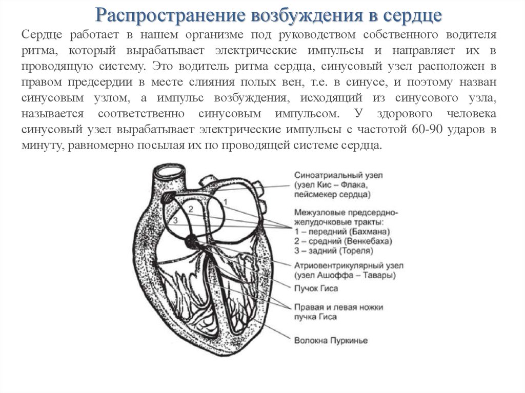 Возбуждение сердца. Проводящая система сердца направление распространения возбуждения. Распространение возбуждения в проводящей системе сердца. Водителем ритма проводящей системы сердца является. Проводящая система сердца скорость распространения.