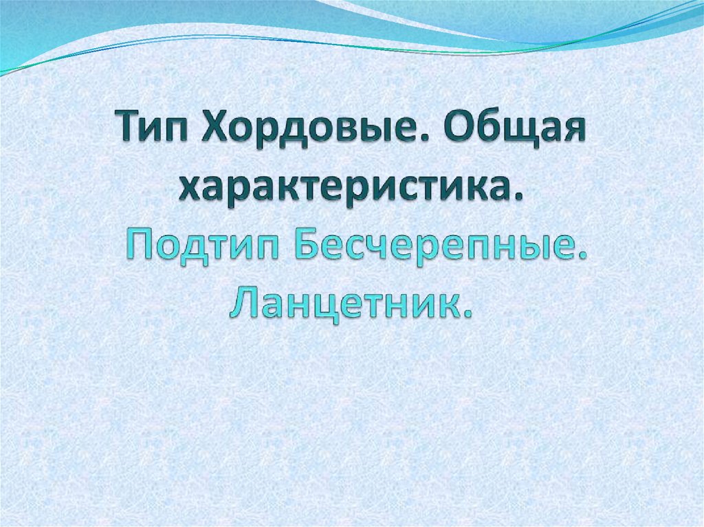 Общая характеристика бесчерепных 7 класс биология. Подтип Бесчерепные.