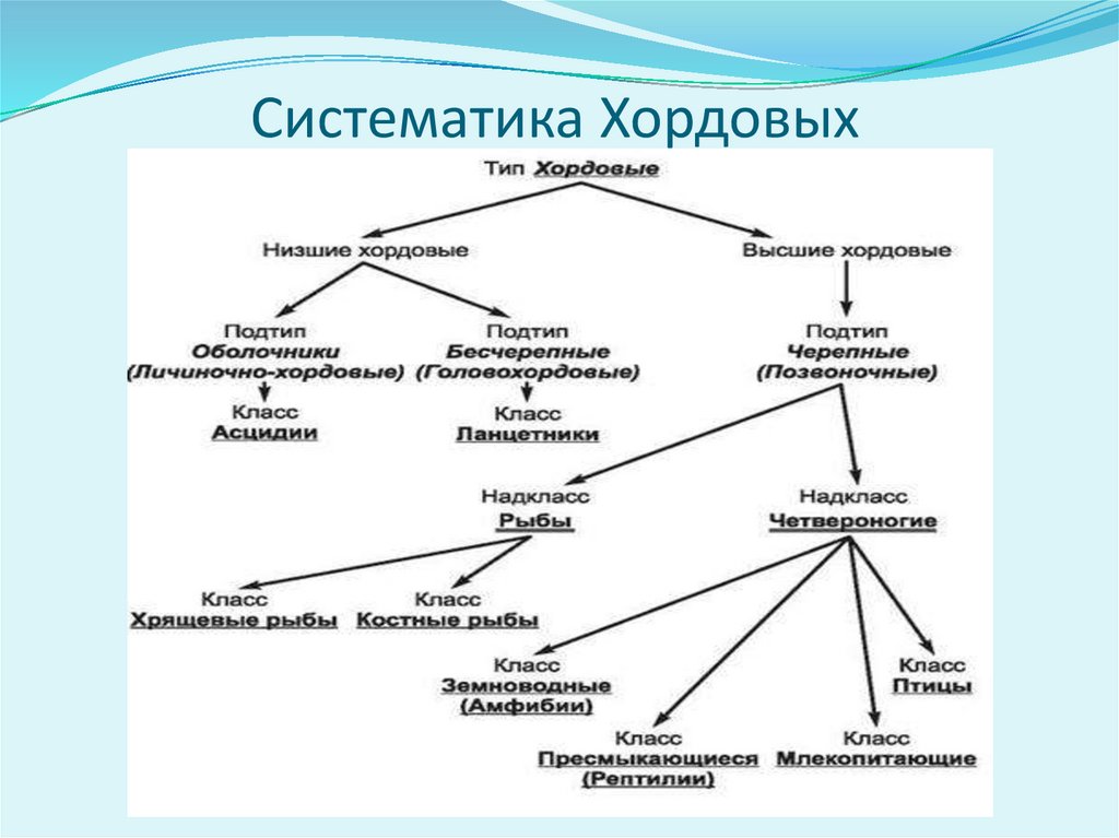 Тип хордовые презентация егэ