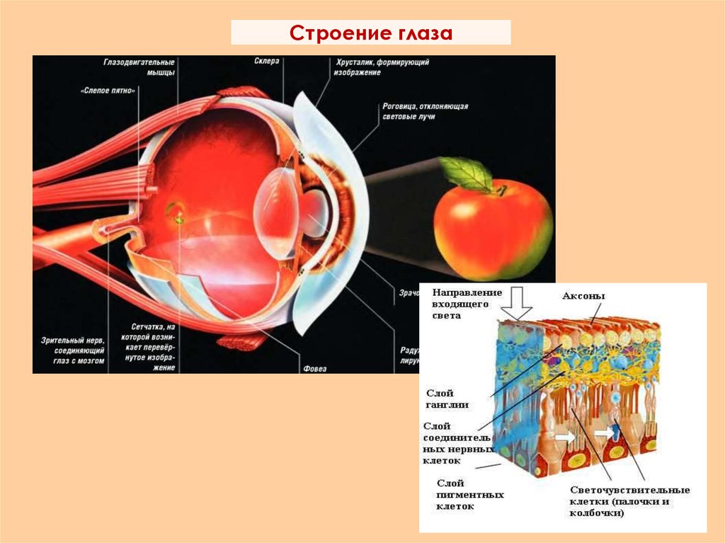 Вспомогательные строение глаза. Анатомия придаточного аппарата глаза. Строение глаза. Строение глаза анатомия. Строение глаза фото.
