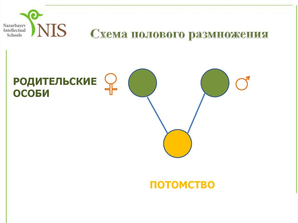 Половое размножение презентация