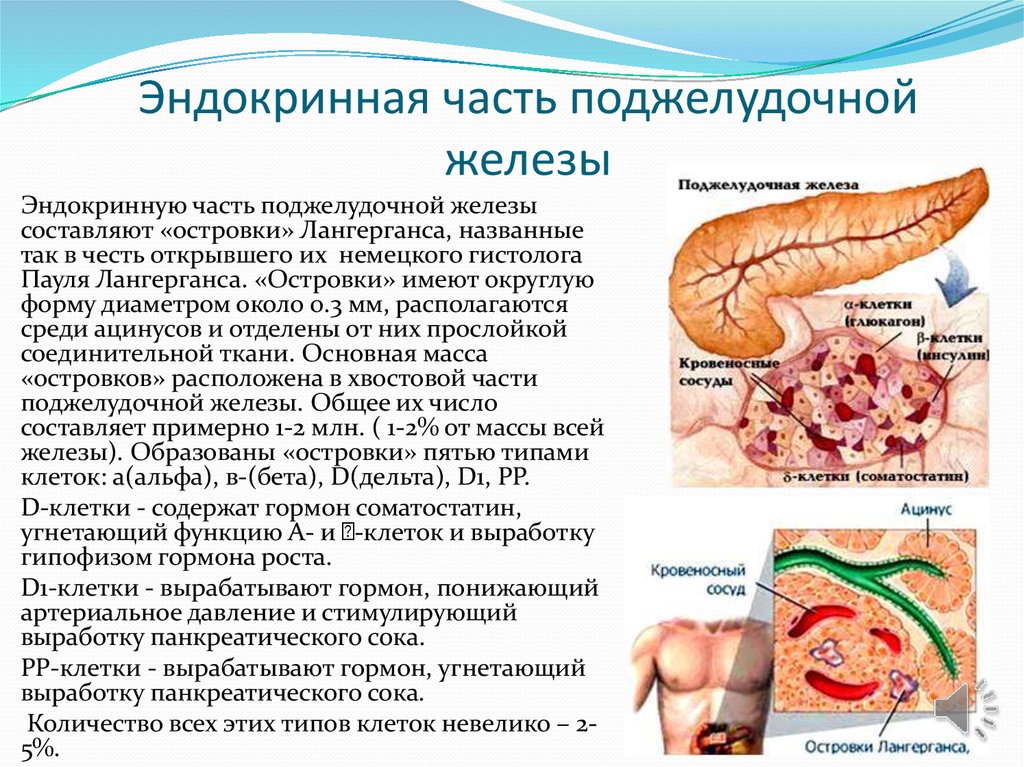 Бад поджелудочная железа. Эндокринная часть поджелудочной железы функции. Функции железы внутренней секреции поджелудочная железа. Функции поджелудочной железы в организме человека кратко. Функция внутренней секреции поджелудочной железы.