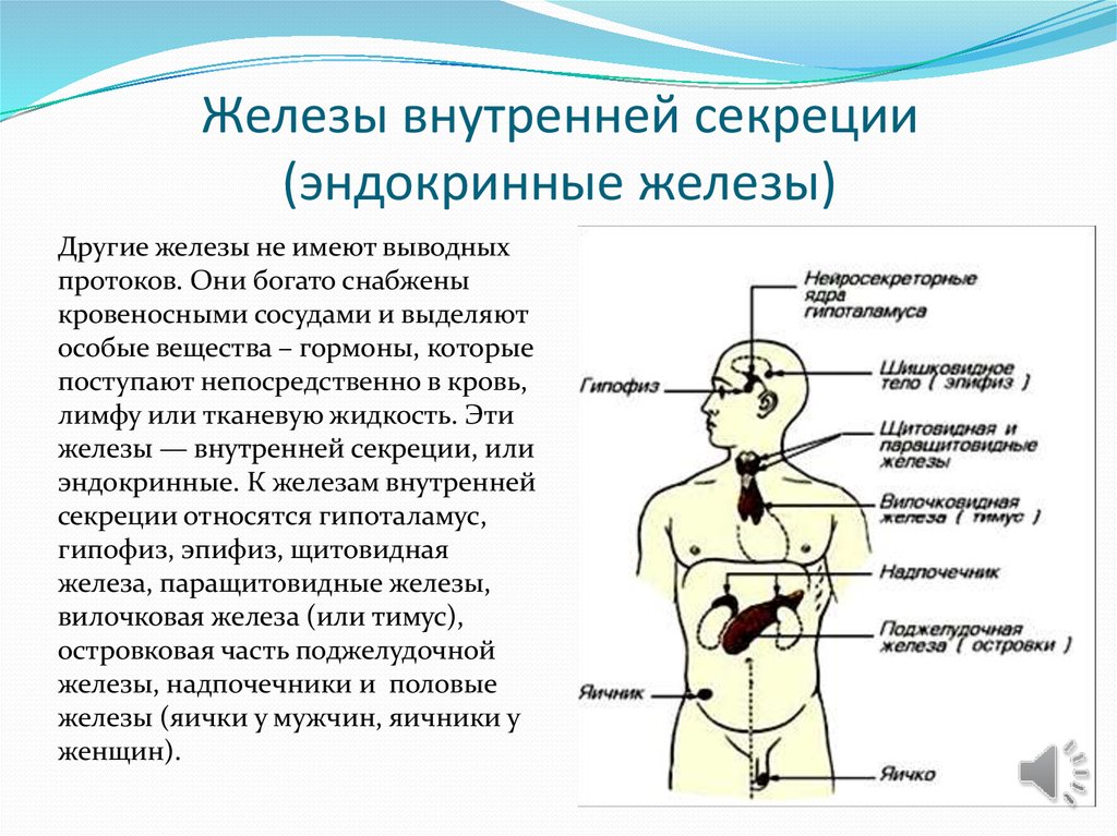 Рекомендации железы. Перечислите железы внутренней секреции. Перечислите железы внутренней секреции и гормоны. Эндокринная система железы внутренней и внешней секреции. Функции желёз внутренней секреции эндокринной.