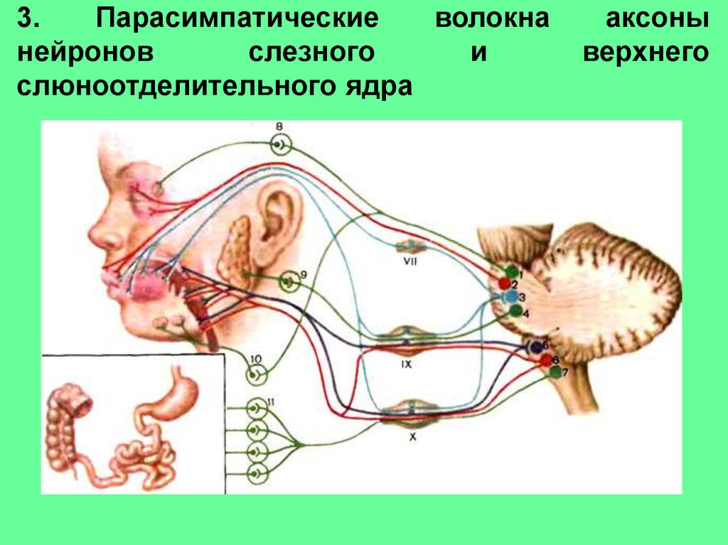 Строение вестибулярного нерва. Вестибулярный аппарат нервный путь. Вестибулярный нерв и слуховой аппарат. Преддверно-улитковый нерв анатомия. Улитковый нерв путь.