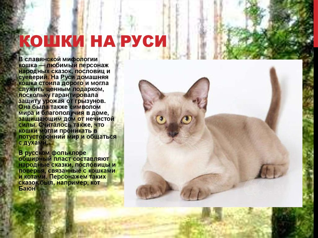 Кошки на Руси