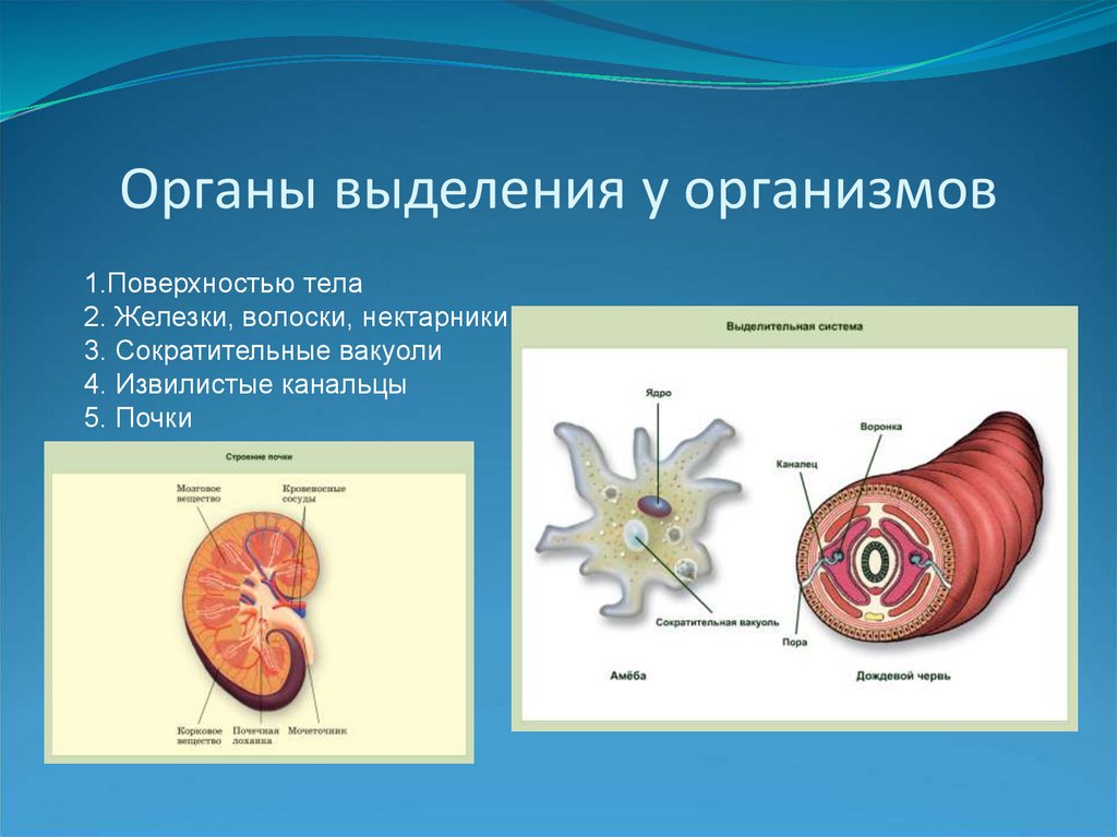 Какой орган выделяет. Выделение живых организмов. Органы выделения в организме. Выделение веществ у животных. Органы выделения у живых организмов.