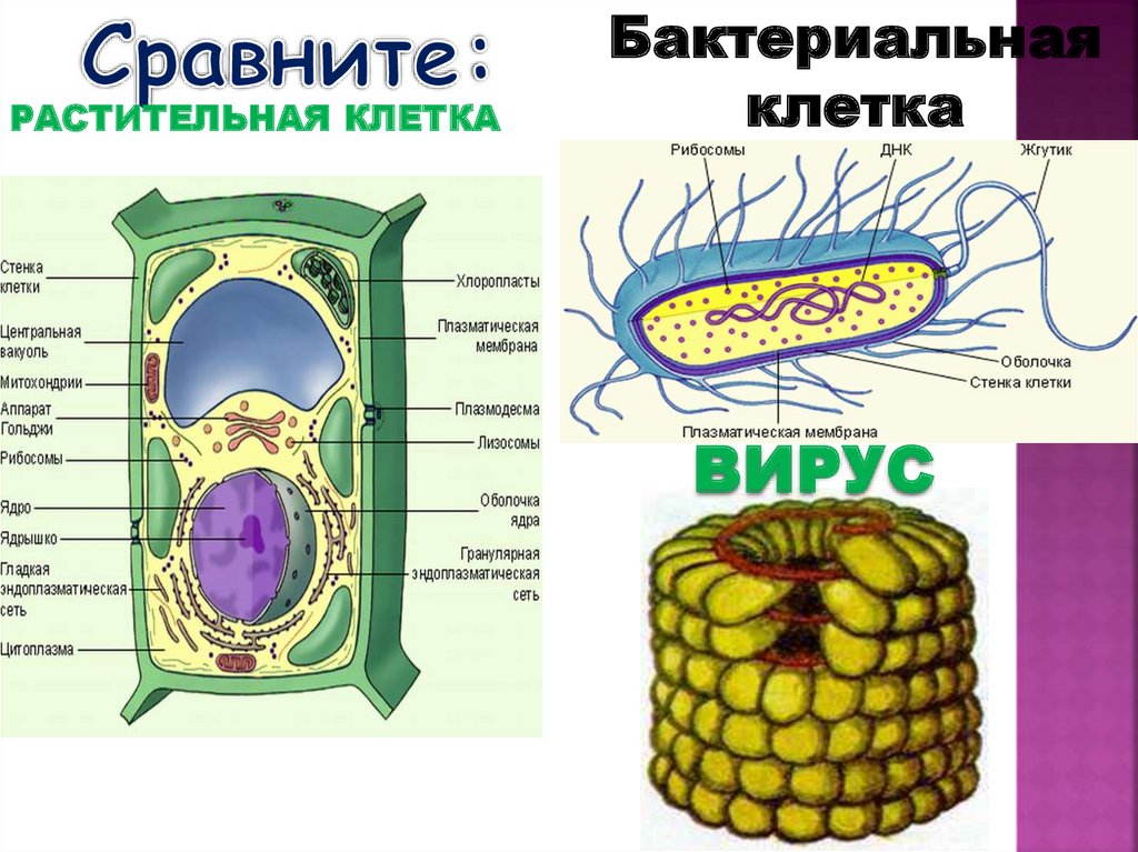 Эндоплазматическая стенка клетки. Рибосомы ДНК плазматическая мембрана оболочка стенка клетки и жгутик. Клеточная стенка растений грибов и бактерий. Формы жизни клеточные неклеточные цианобактерии,. Клеточная стенка животных состоит из