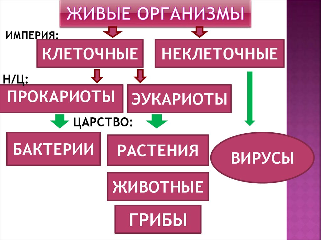 Виды форм жизни