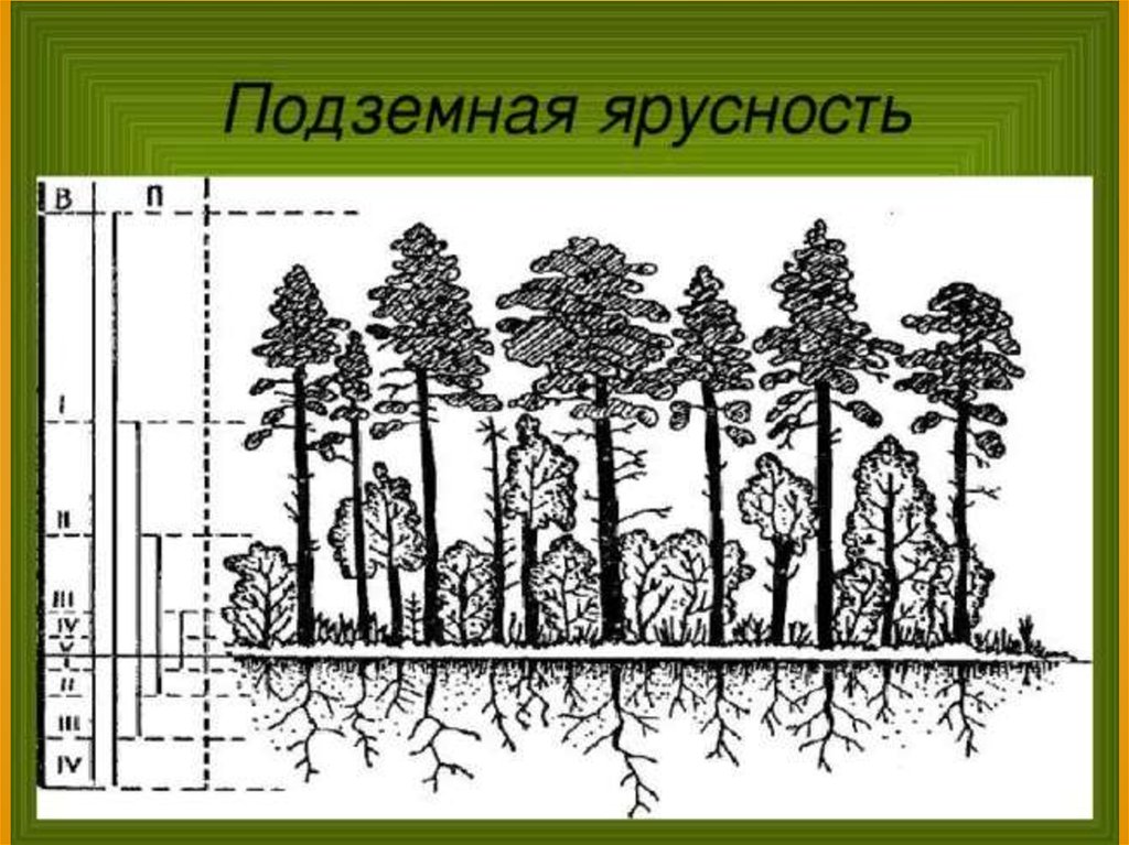 Структура растительного сообщества 7 тест. Ярусность леса фитоценоз. Ярусность лесного фитоценоза. Подземная ярусность растений. Ярусность растений надземная и подземная.