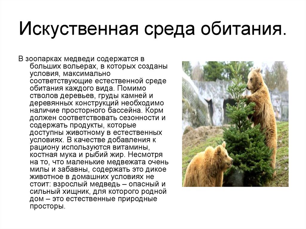 Бурый медведь приспособления. Среда обитания. Естественная среда обитания. Естественная и искусственная среда обитания. Среда обитания бурого медведя.